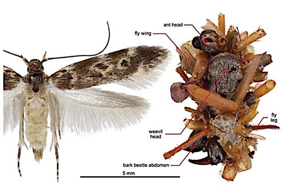 The carnivorous Bone Collector